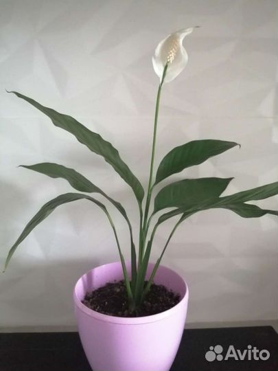 Спатифиллум пикассо