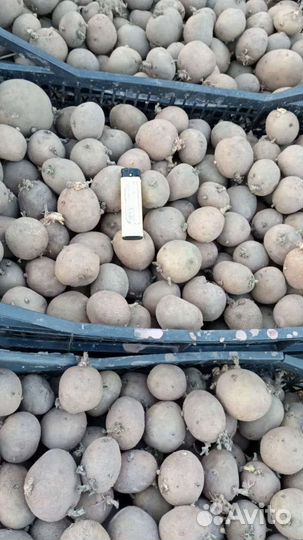 Семенной картофель