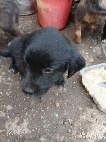 Мальчики в добрые руки