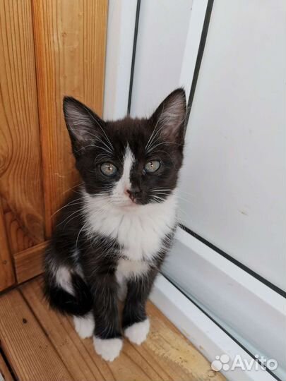 Котятки в добрые руки бесплатно