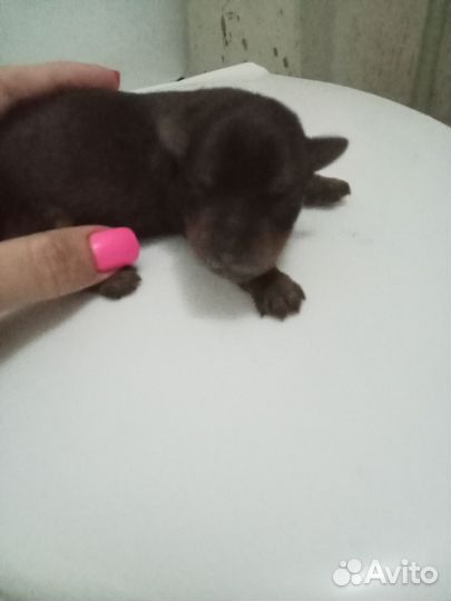 Щеночки Йорка