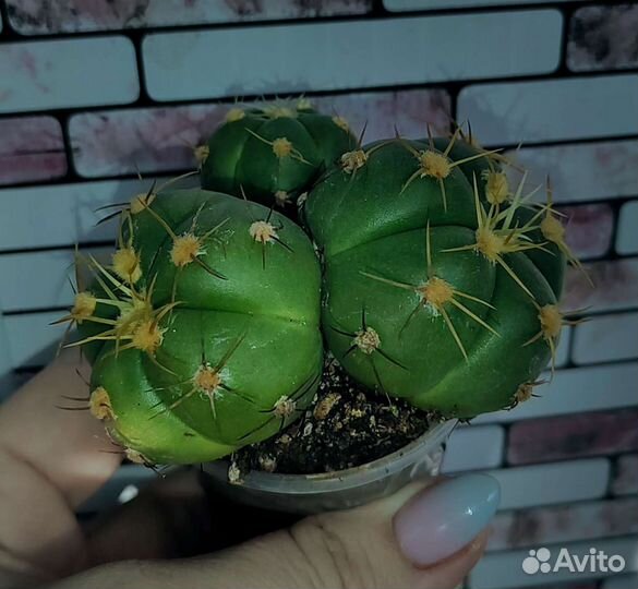 Кактусы и суккуленты