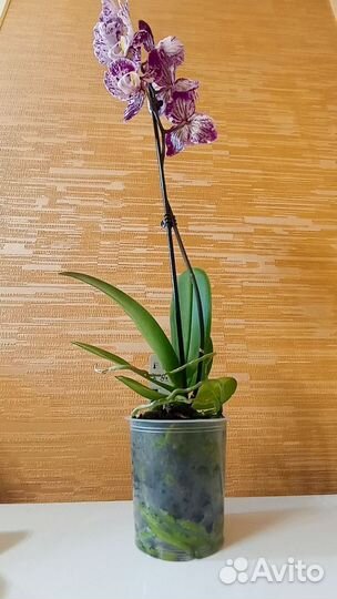 Орхидея фаленопсис Art Nouveau бабочка