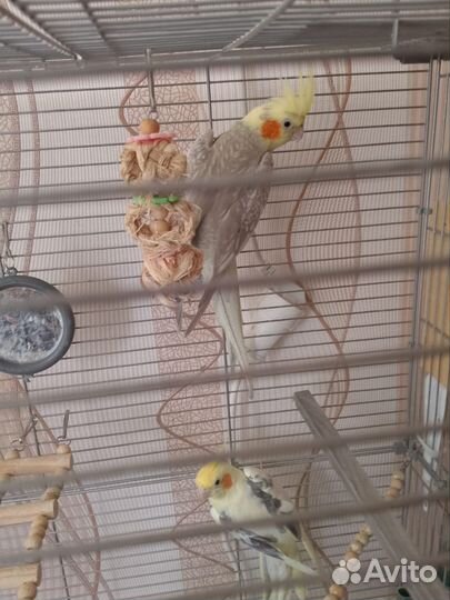 Попугай корелла с клеткой