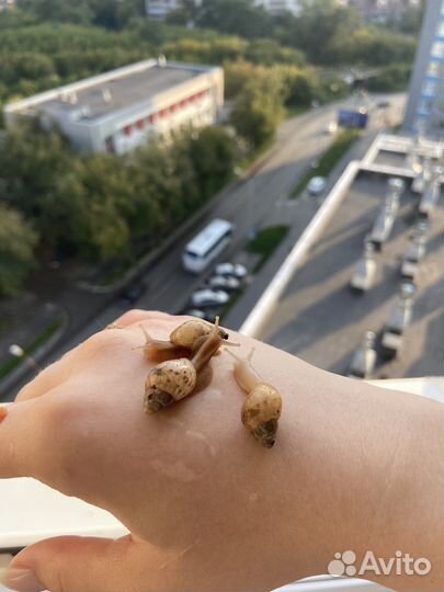 Улитки ахатины