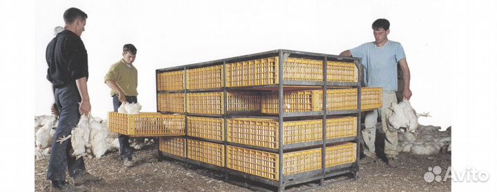 Вахта питание/жильё рабочие по отлову птицы