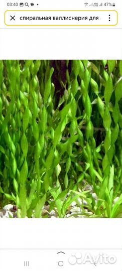 Спирпльная валиснерия