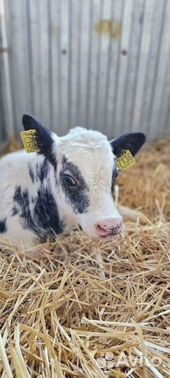 Бычки телята на откорм