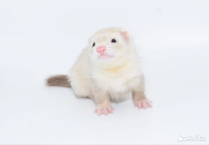 Хорьки домашние. Редкие окрасы