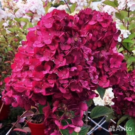 Гортензии Метельчатые и Древовидные, см. текст