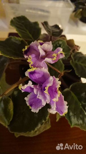 Фиалка Цветущая