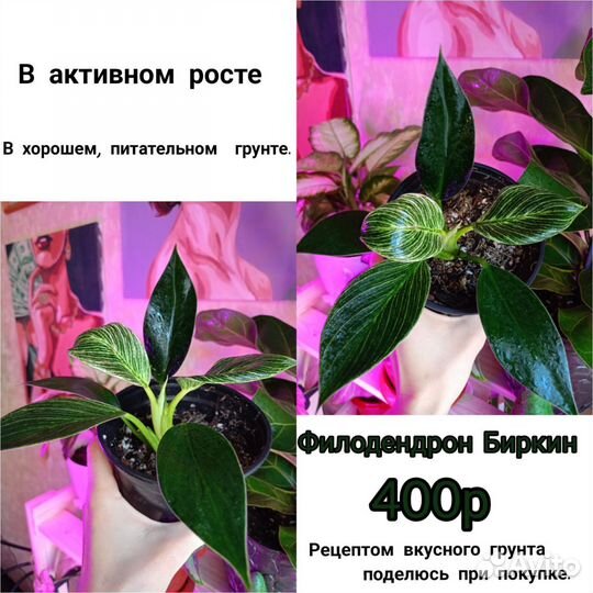 Филодендрон