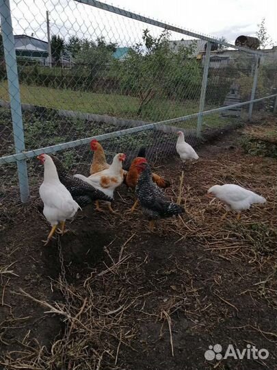 Молодые петушки