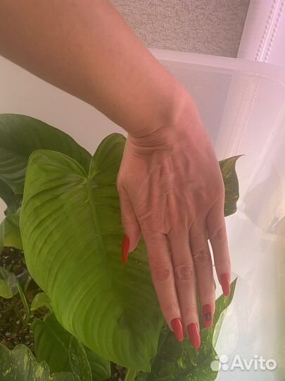 Филодендрон Тенуа редкие коллекционные ароидные