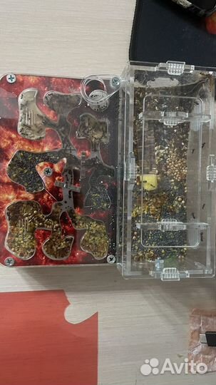 Муравьиная ферма с муравьями