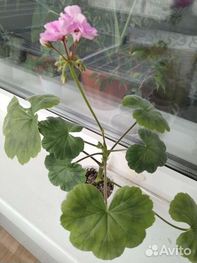 Пеларгония герань