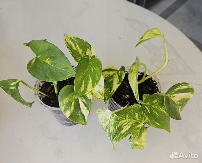 Сциндапсус неон, филодендрон сканденс