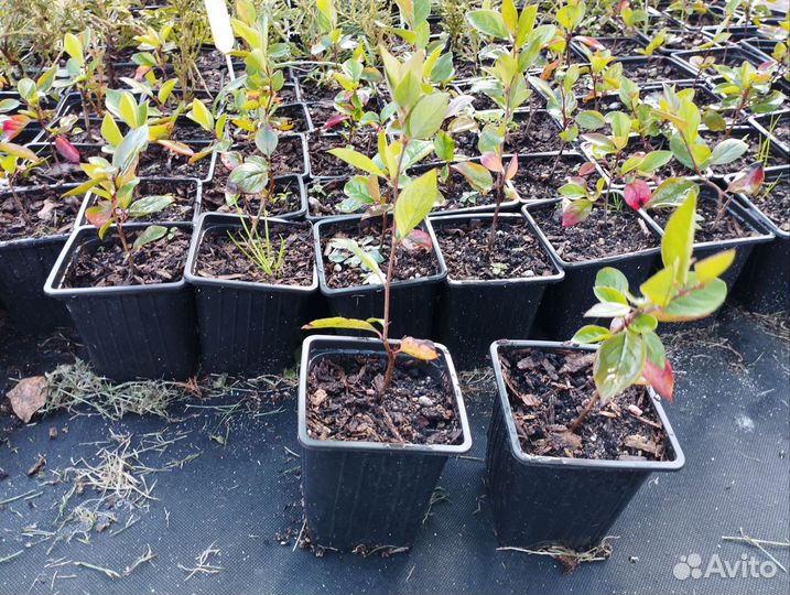 Кизильник блестящий