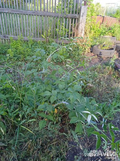 Малина черная саженцы