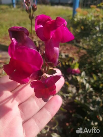 Львиный зев. Неприхотливое растение