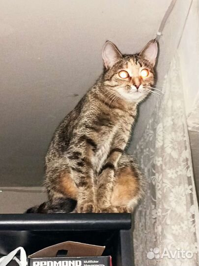 Кошка