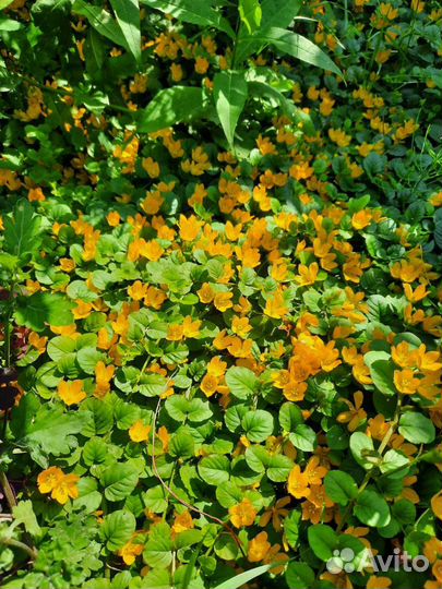 Почвопокровные растения