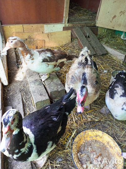 Инкубационное яйцо мускусной утки