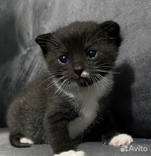 Котенок