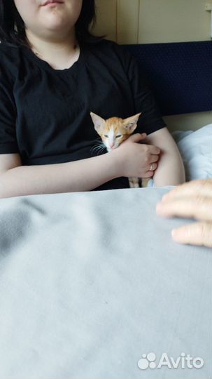 Ориентальные котята