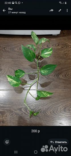 Комнатные цветы