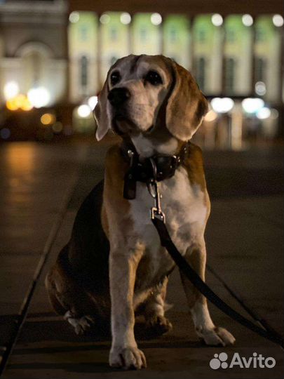 Передержка кошек/собак