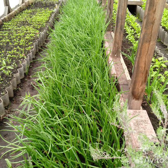 Домашний Зелёный Лук