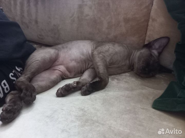 Кот девон-рекс