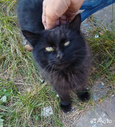 Черный кот Бегемот