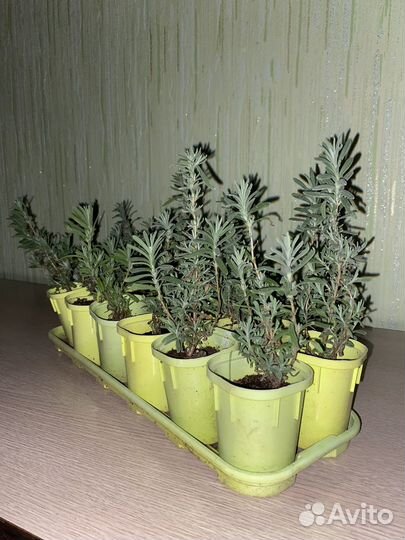 Лаванда саженцы
