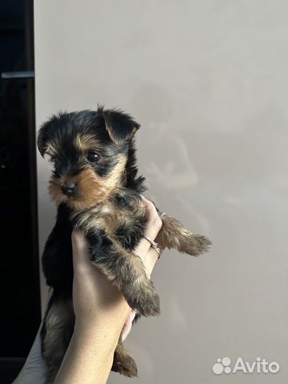 Малышка иорка