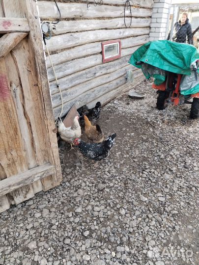 Инкубационное яйцо кур