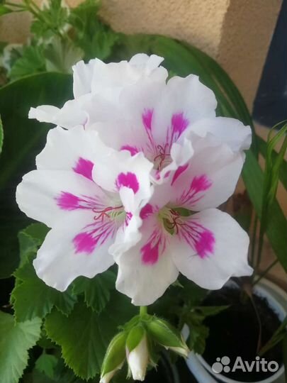 Пеларгония королевская