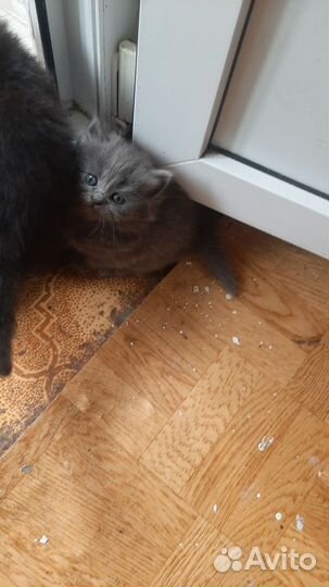 Кошки в добрые руки бесплатно