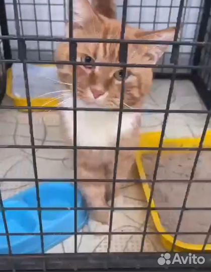 Кот в добрые руки
