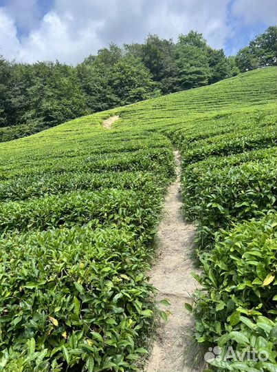 Экскурсия Треккинг Красная поляна