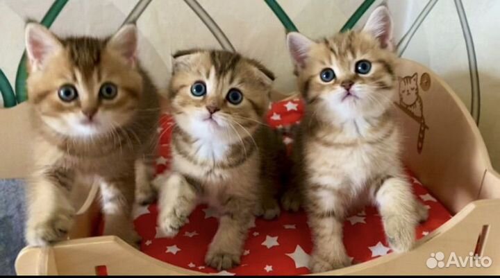 Шотландские золотые мальчики)