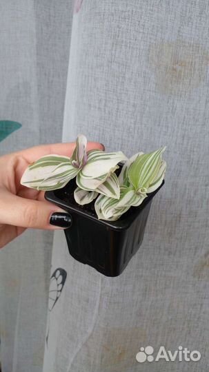 Сингонеум, традесканция