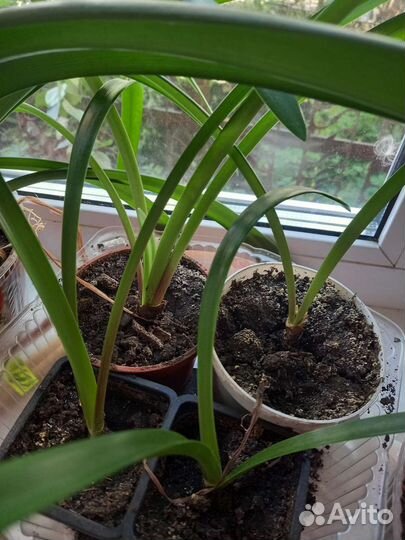 Гиппиаструм сортовой