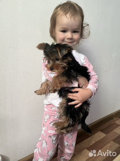 Передержка животных