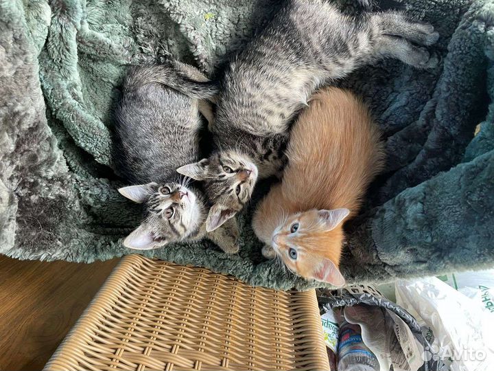 Кошки в добрые руки