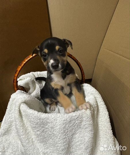 Щенки из приюта