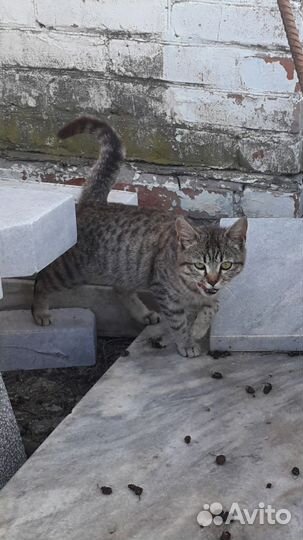 Кошечка ждет помощи