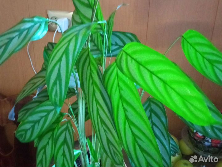 Калатея- многолетнее растение