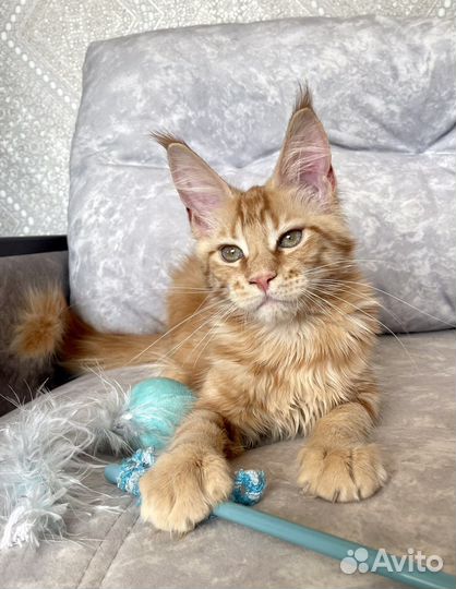 Котята мейн-кун рыжие